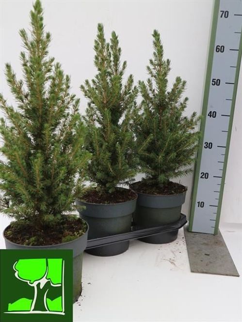 produktbild för Picea Glauca Conica D19 X 3 Sockertoppsgran