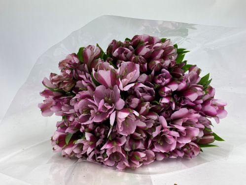 produktbild för Alstro. Lilac