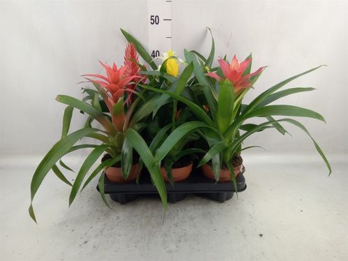 produktbild för Bromelia D12 X 6