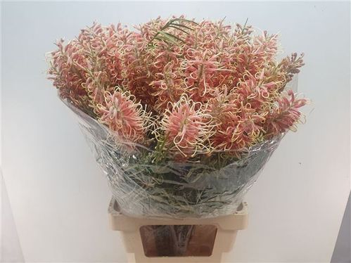 produktbild för Grevillea Misty Pink