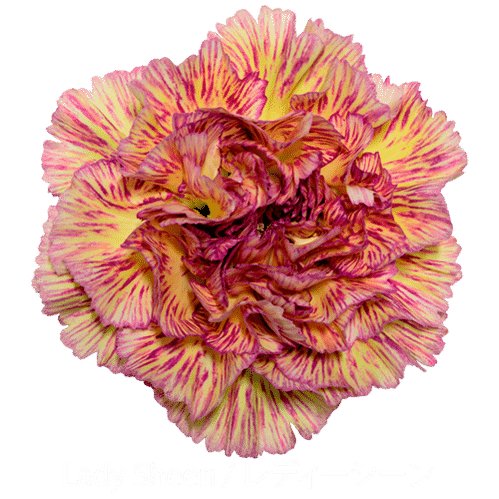 produktbild för Lady sheen