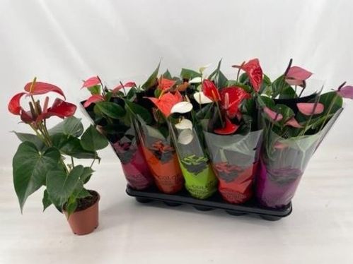 produktbild för Anthurium D12 X 10