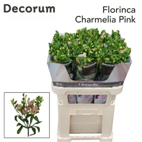 produktbild för Alstromeria Charmelia Super