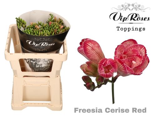 produktbild för Freesia Dubbel Färgad VIP-Roses