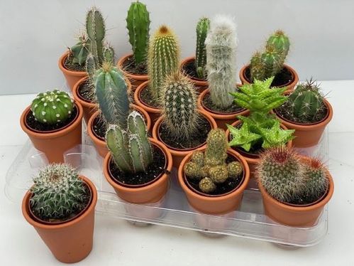 produktbild för Cactus D8 X 16 Lerkruka