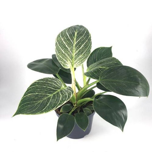 produktbild för Philodendron White Verins D12 X 8