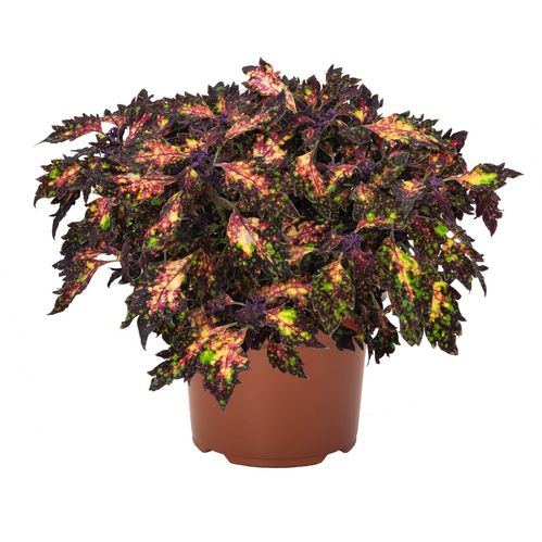 produktbild för Palettblad Coleus D12 X 8 Santa Monica Skalleberg 