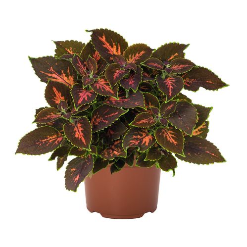 produktbild för Palettblad Coleus D12 X 8 Gardner Street Skalleber