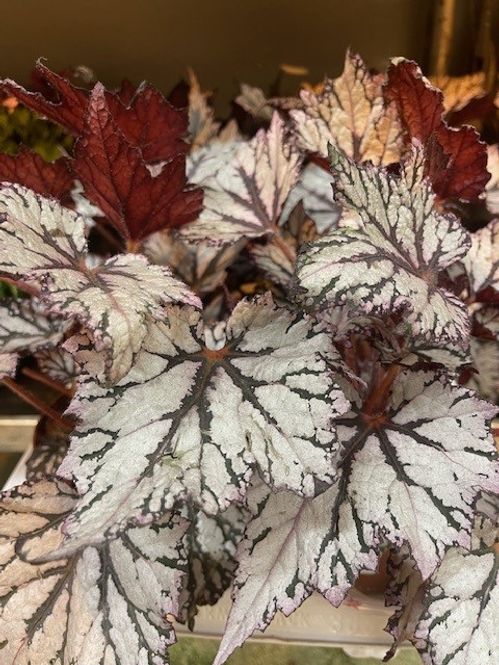 produktbild för Begonia Rex D12 X 6 White Skalleberg Nyhet!