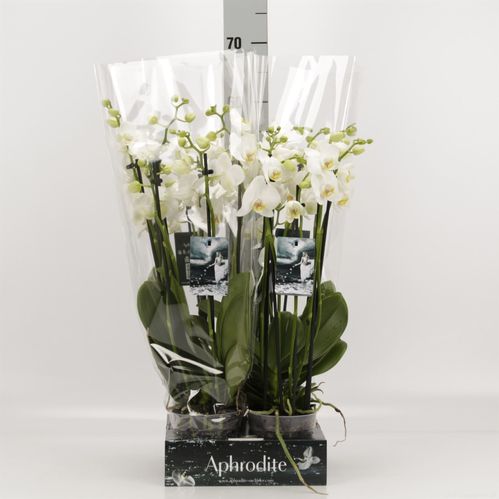 produktbild för Phalaenopsis 5Gr D12 X 4 Goddess