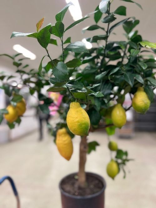 produktbild för Citrusträd på stam D24 X 1 Citron