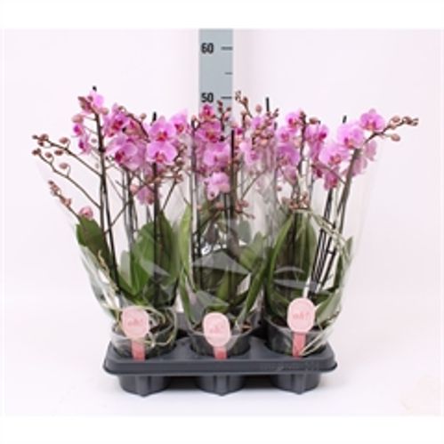 produktbild för Phalaenopsis Multi 3Gr D12 X 6 Aliyah