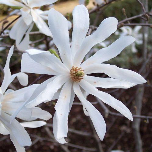produktbild för Krukväxter Magnolia Stellata *1