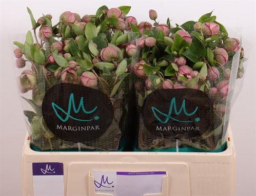 produktbild för Helleborus Bella Belles