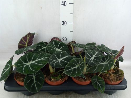 produktbild för Alocasia Black Velvet D12 X 8