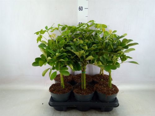 produktbild för Schefflera Arboricola D14 X 6 Stam