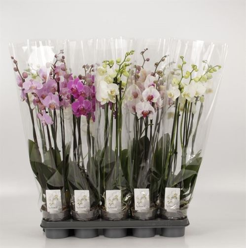 produktbild för Phalaenopsis 4Gr D12 X 10