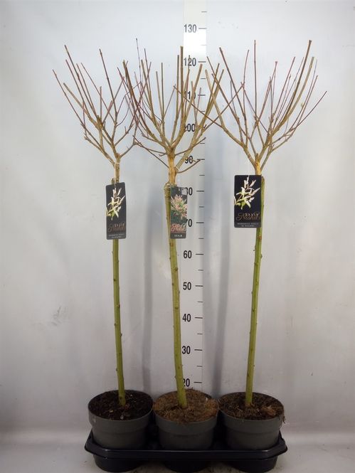 produktbild för Salix På Stam D19 X 3 Hakuro Nishiki