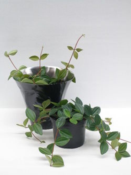 produktbild för Peperomia D11 X 8 Suro