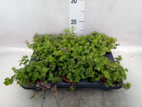 produktbild för Callisia Repens D9 X 8