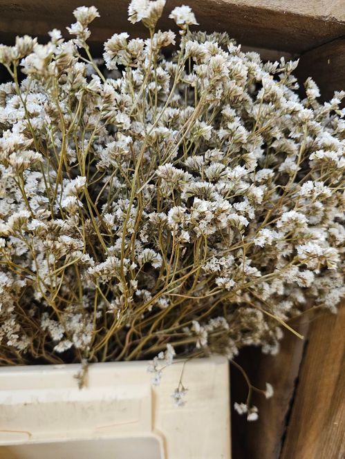 produktbild för Torkat Statice/Limonium Blekt