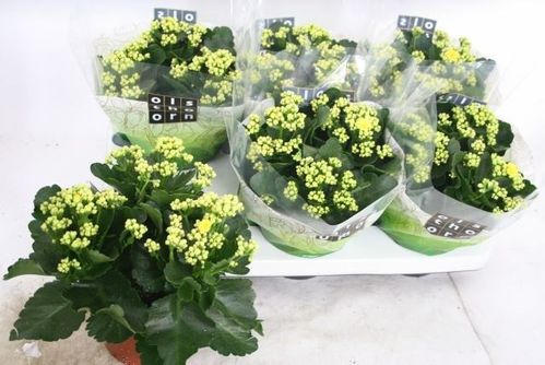 produktbild för Kalanchoe Calandiva D15 X 6 Piaff