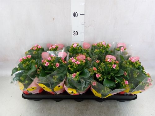 produktbild för Kalanchoe Elseflowers D10 X 10 Oakley