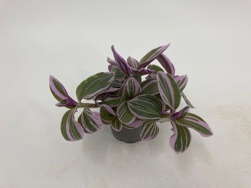 produktbild för Tradescantia Albiflora D6 X 12 Mini Zebra Nyhet!