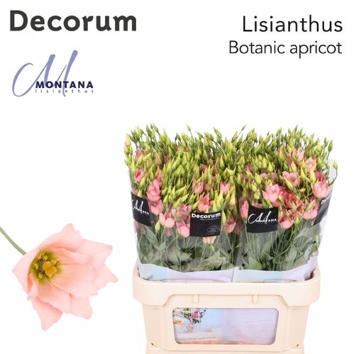 produktbild för Lisianthus Do Botanic Aprikos