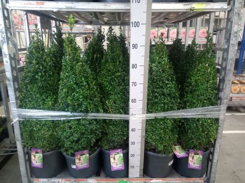 produktbild för Buxus Pyramid D29 X 1