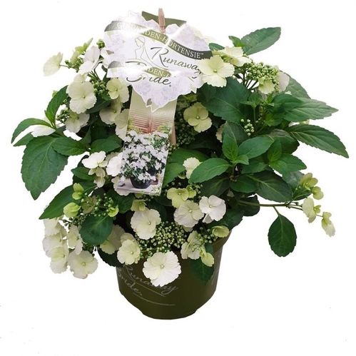 produktbild för Hortensia D13 X 6 Runaway Bride Nyhet!