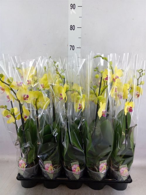 produktbild för Phalaenopsis 2Gr D12 X 10