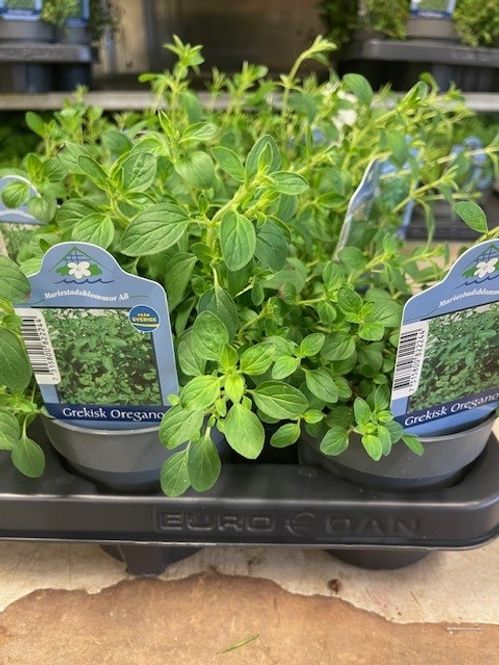 produktbild för Oregano Grekisk D12 X 10 Mariestad