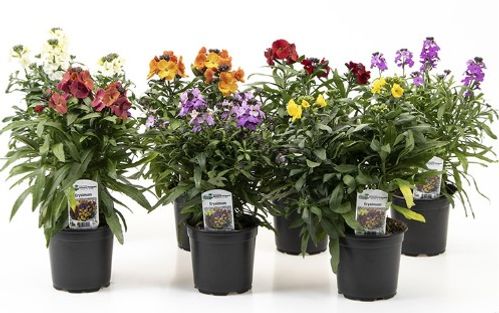 produktbild för Krukväxter Erysimum Gyllenlack *10