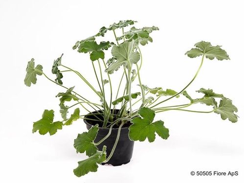 produktbild för Krukväxter Pelargoner Tomentosum (Doft) *10