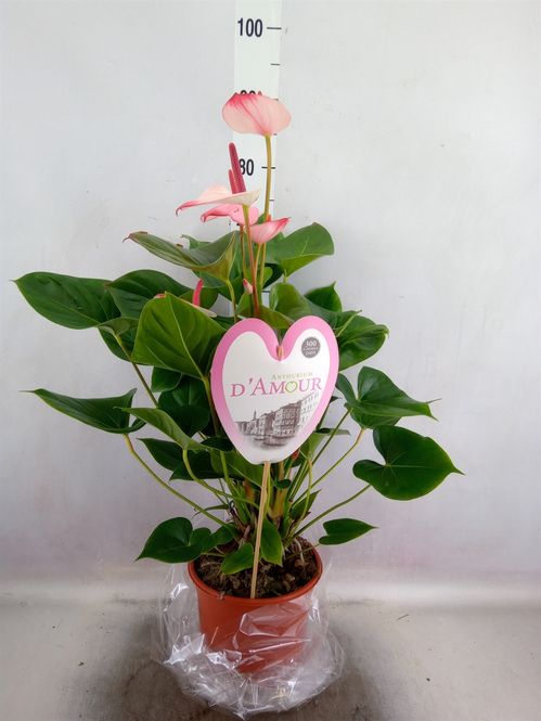 produktbild för Krukväxter Anthurium *1 Amalia Eleganc