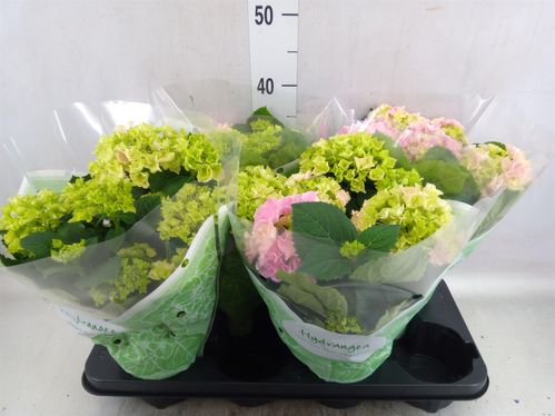 produktbild för Krukväxter Hortensia mag. Rosa *4