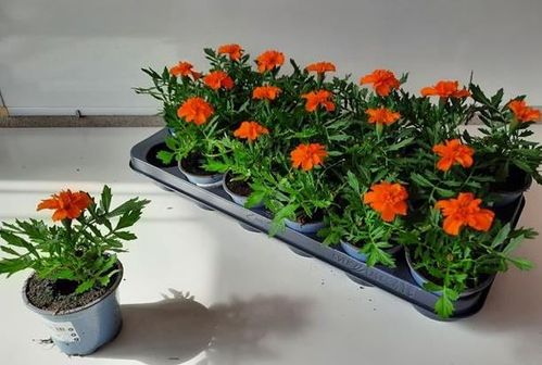 produktbild för Tagetes D9 X 18