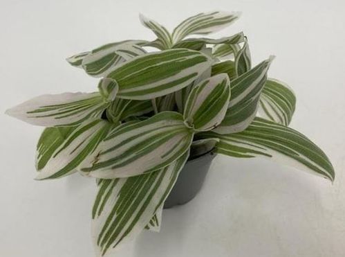 produktbild för Tradescantia White Cobra D6 X 12 Mini