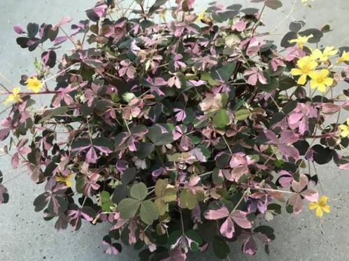 produktbild för Klöver/Oxalis D17 X 6 Vulcanicola Nyhet!