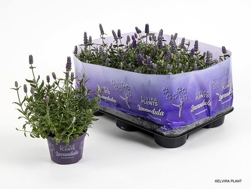 produktbild för Krukväxter Lavendel Elvira Blue *12