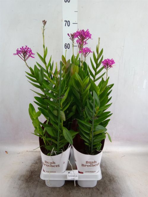 produktbild för Krukväxter Epidendrum *4