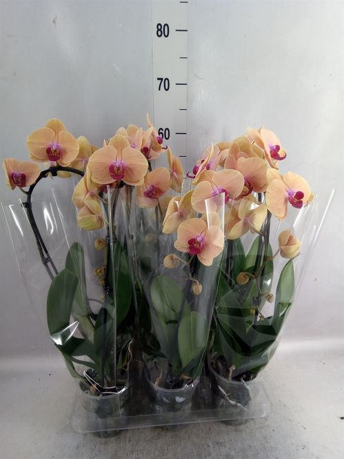 produktbild för Krukväxter Phalaenopsis Cascade *6 Caribean Dream