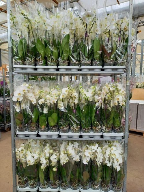 produktbild för Phalaenopsis 2Gr D12 X 10 Optiflor