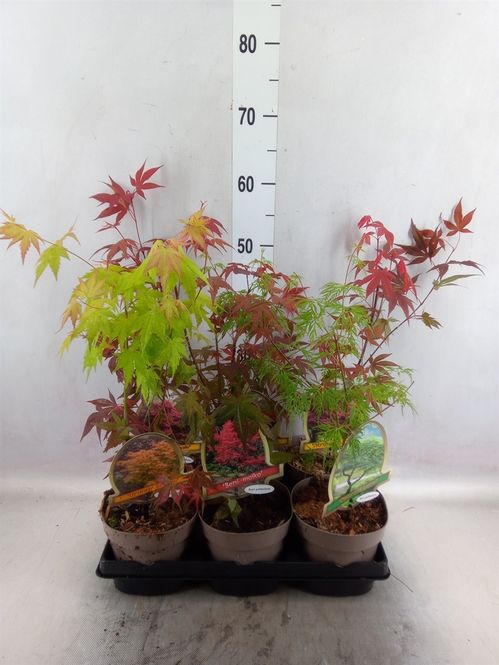 produktbild för Acer Atropurpureum D15 X 6 Japansk blodlönn