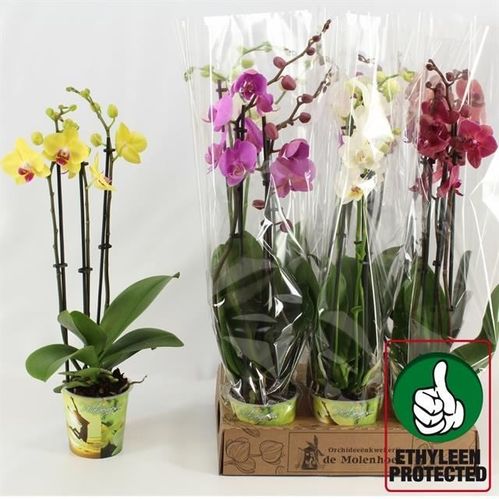 produktbild för Phalaenopsis 3Gr D12 X 6 Artisan Protected