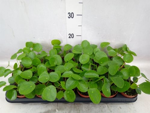 produktbild för Pilea Peperomiodes D8,5 X 18 Elefantöra