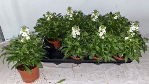 produktbild för Erysimum D12 X 8