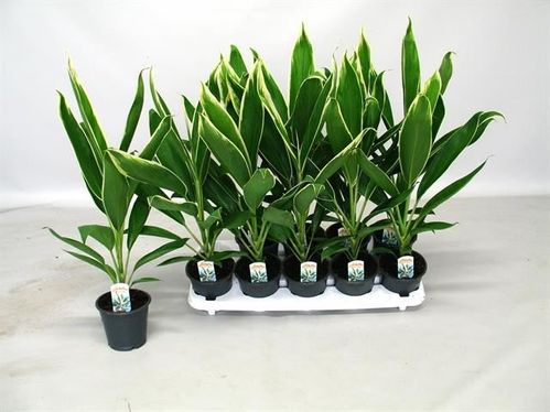 produktbild för Cordyline Fruticosa Conga D12 X 10