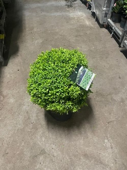 produktbild för Krukväxter Buxus *1 Ø 35+